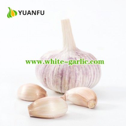 Pure White Garlic 200g x 50bags/carton