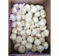 Garlic Export to Haiti