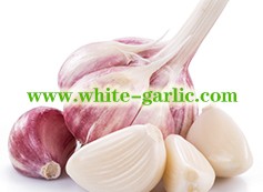 Garlic has strong antioxidant properties