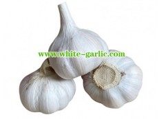 Garlic is known for its culinary and medicinal use