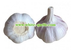 Garlic sellers play an important role in the food industry