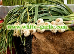 How do I get my garlic to grow bigger?