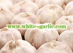 How to Grow Garlic? When and How to Harvest Garlic?