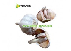 How many varieties of garlic are there?