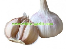 How much should I sell garlic for?