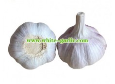 How do you know when garlic is ready to pick?