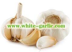 Quotes of normal white garlic and fresh garlic