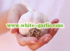 Quotes of white garlic from Dubai clients