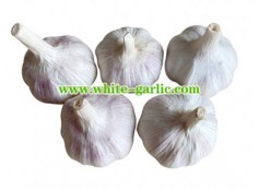 Is selling garlic profitable?