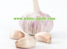 Three main types of garlic bulbs for planting
