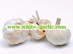 Top Five Red Garlic Sellers From China