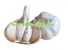 What is the average price of garlic per pound?