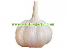 What is the best way to preserve fresh garlic?
