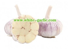 What is white garlic good for?
