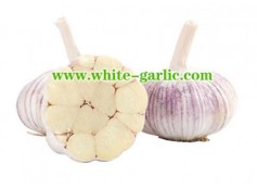 What is white garlic good for?
