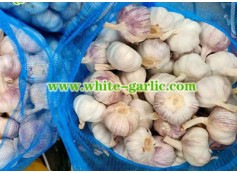 Where to buy organic garlic bulbs for planting?