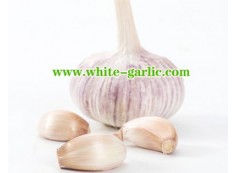 Which country exports the most garlic?
