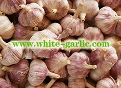 Who discovered garlic？