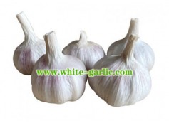 Why Use Organic Garlic for Planting?