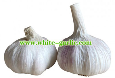 China Red Garlic